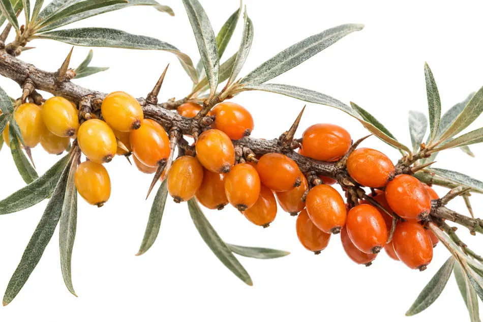 Sea buckthorn ripeness color